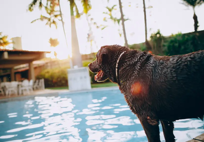 Training Your Dog With Healthy Dog Training Treats 1 pexels-helena-lopes-4009986