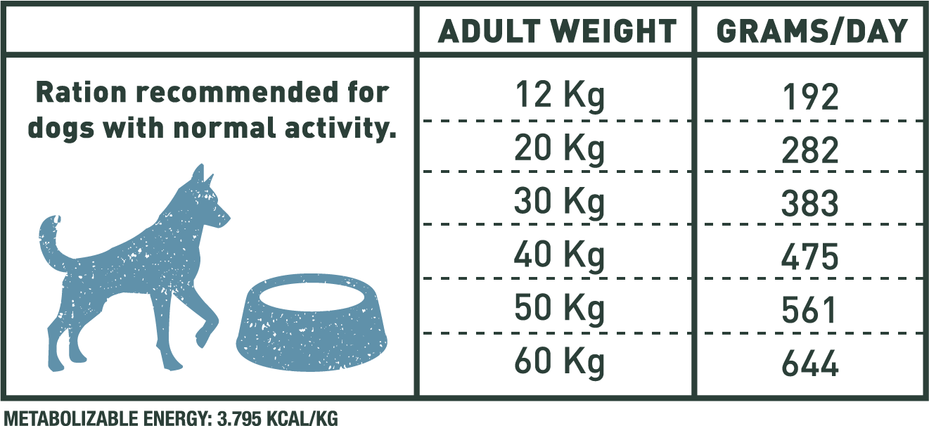 Adult large salmon 4-12kg
