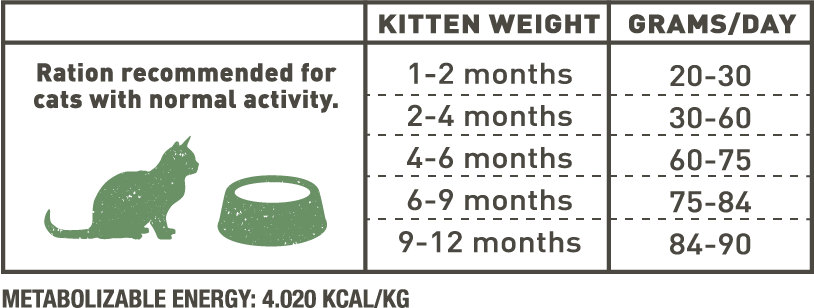 Kitten pollo