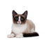 ADULT CAT E1688150246810