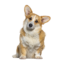 ADULT DOG E1688121952583