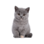KITTEN E1688150312128