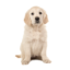 PUPPY 1 E1688122041773