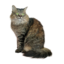 SENIOR CAT E1688150361103