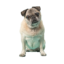 SENIOR DOG E1688121997966