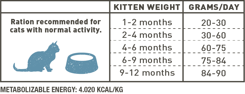 Salmon kitten