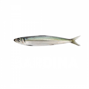 SARDINA