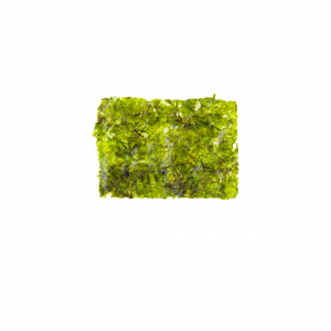 alga