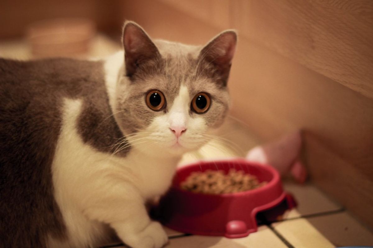 Gatos comida húmeda