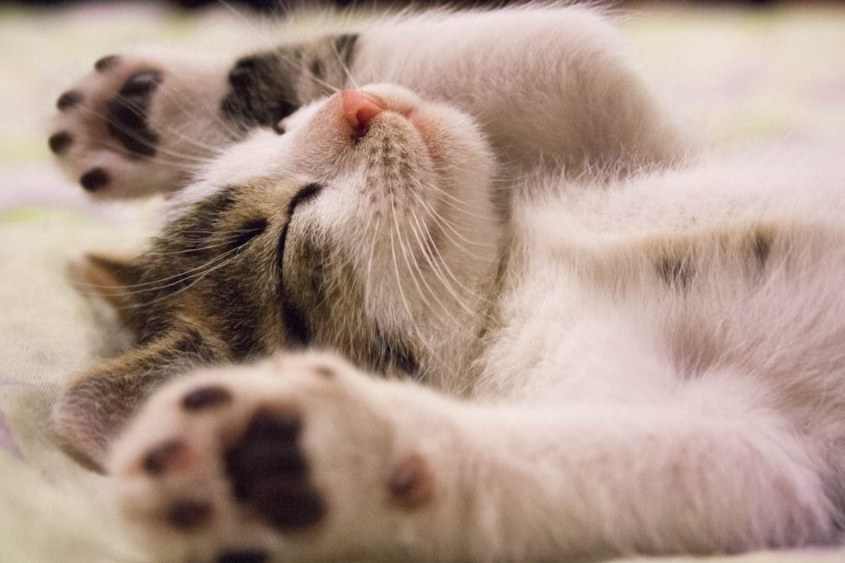 gato feliz