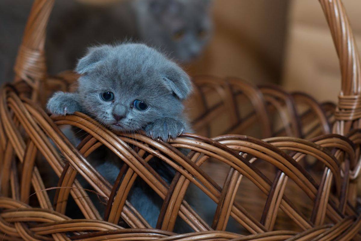 enfermedades en gatos