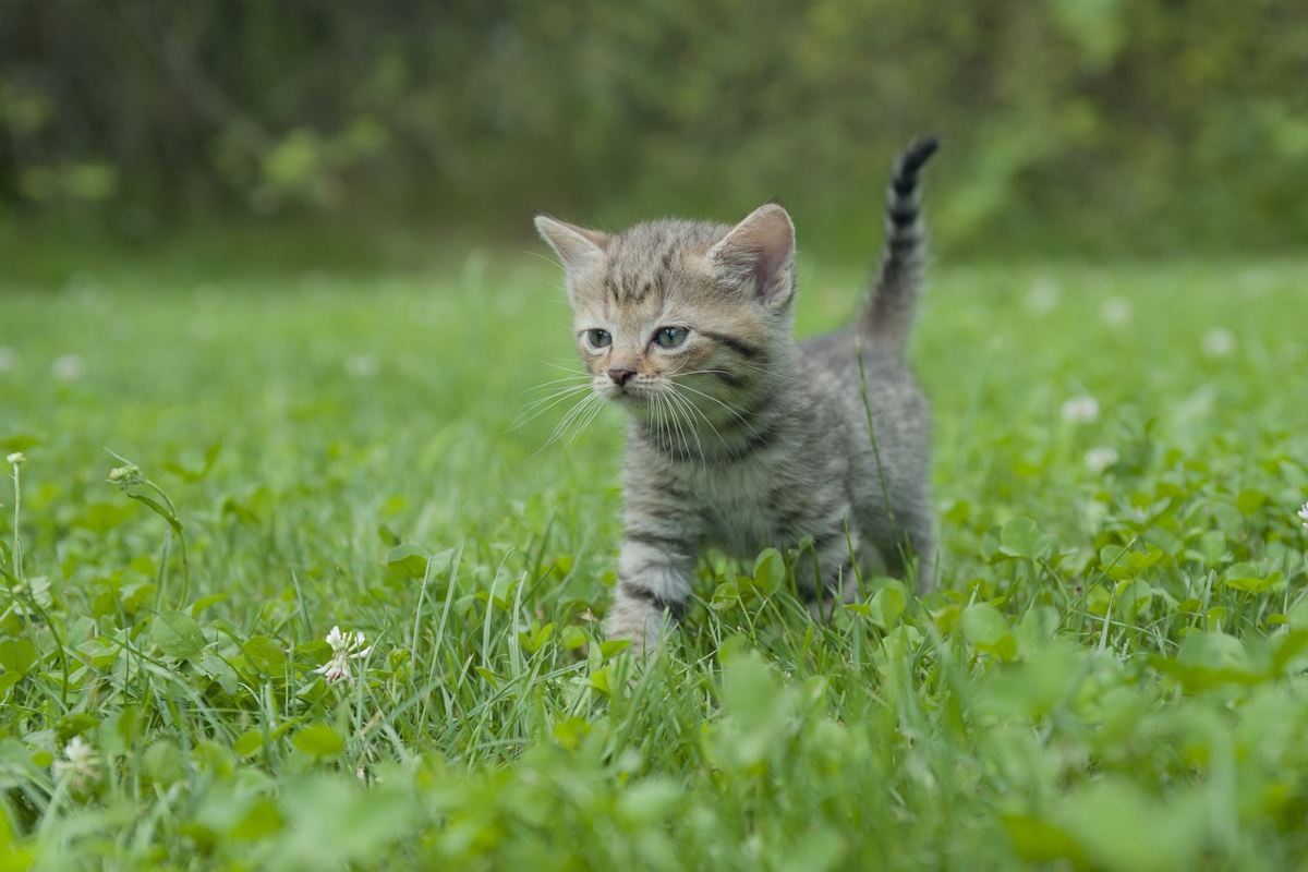 Plantas tóxicas para gatos