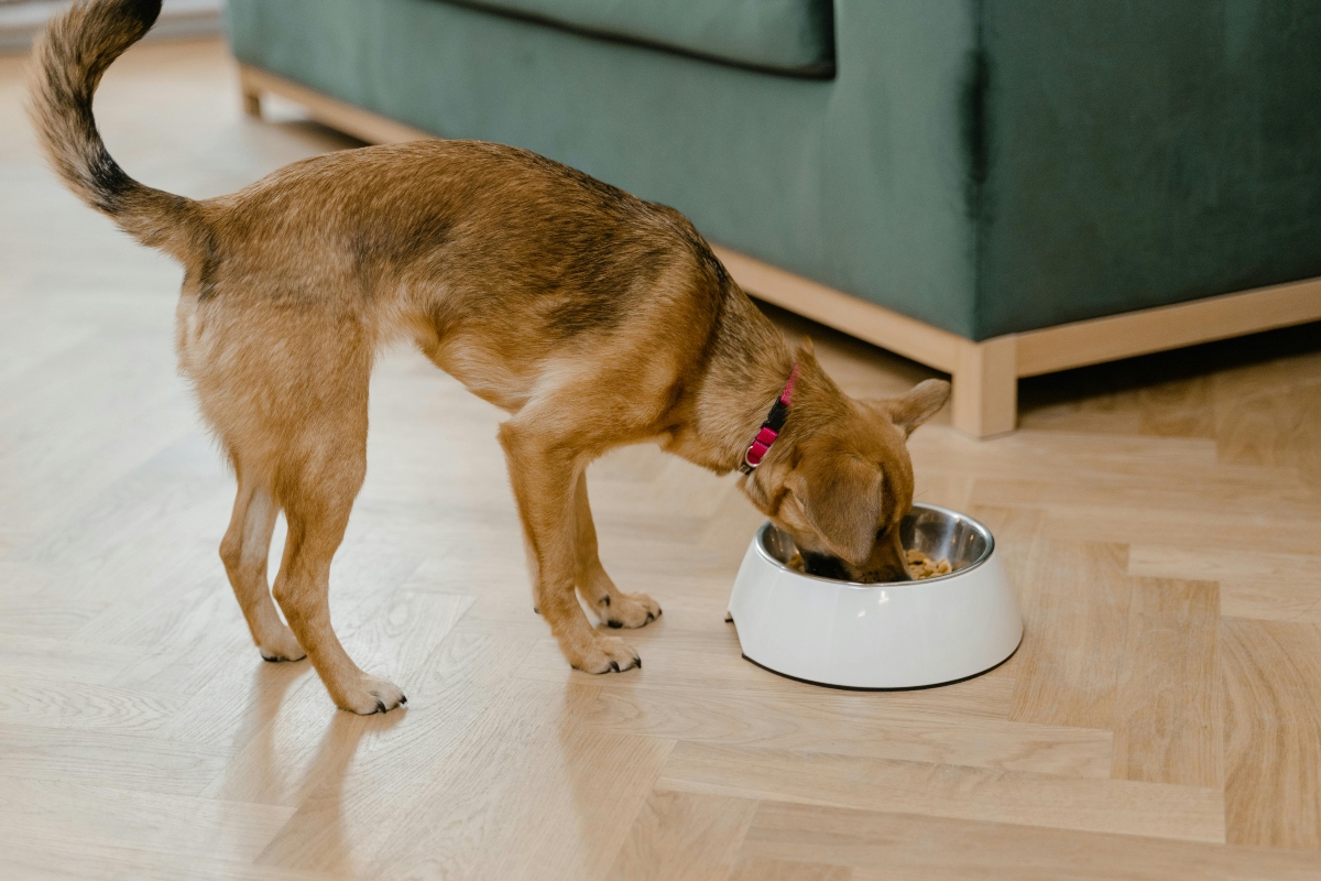 alimentos no buenos para perros