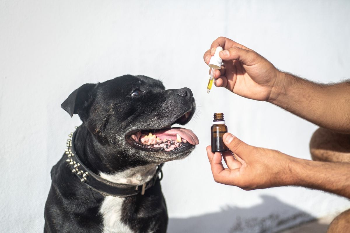 perros con diarrea