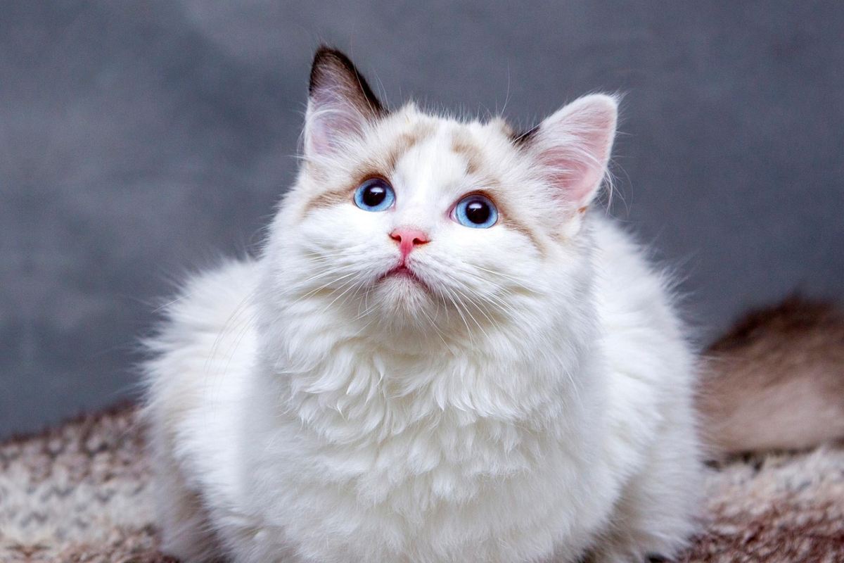 Errores que cometemos gato