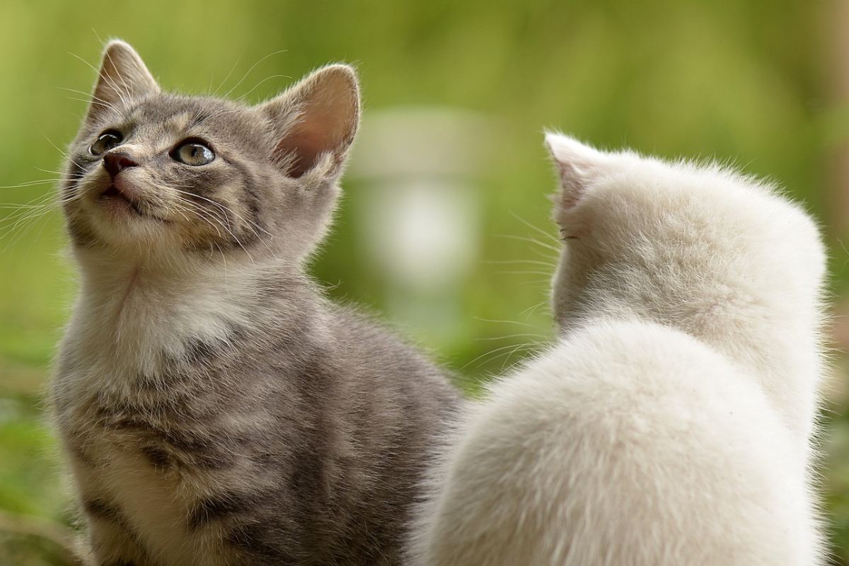 Blog 6 mejor comida gatos pequeños