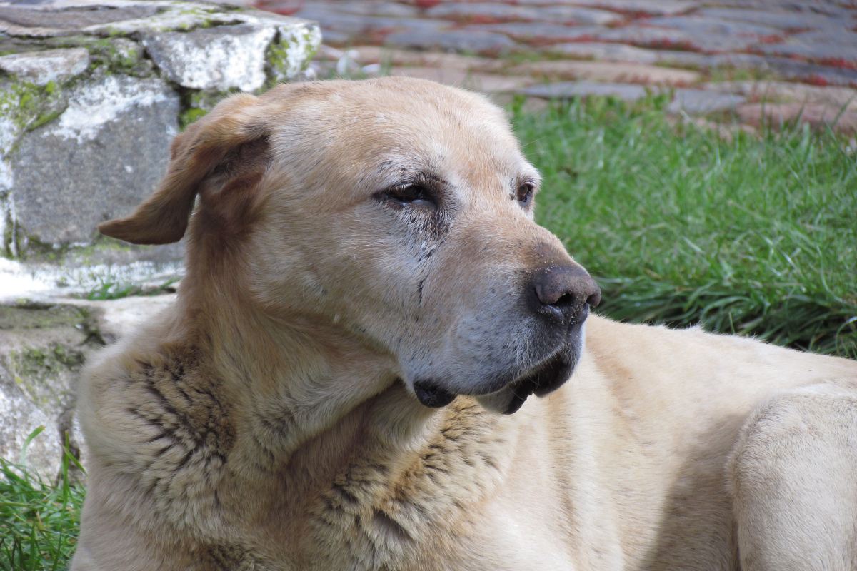 Blog 7 que comida proporcionar a mi perro senior