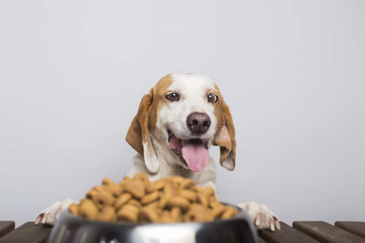ingredientes para un buen pienso para perros