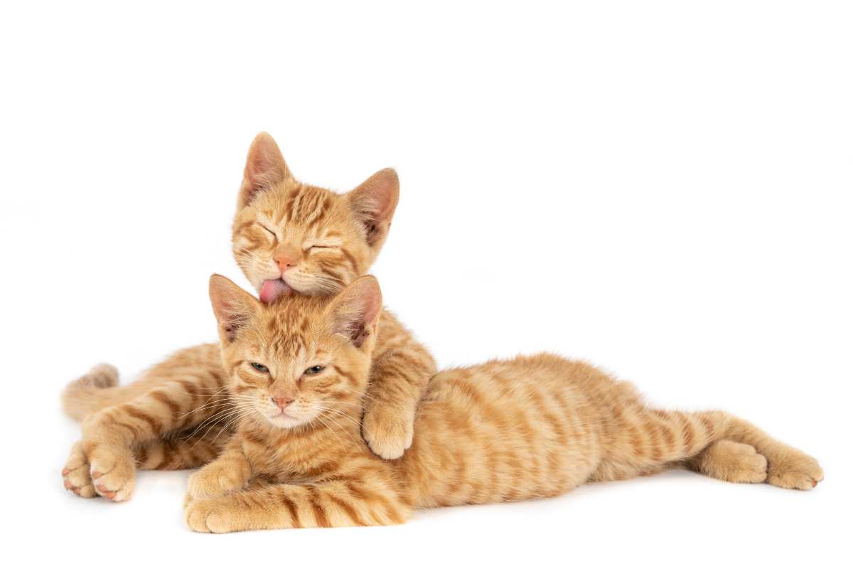 pienso seco vs comida humeda para gatos